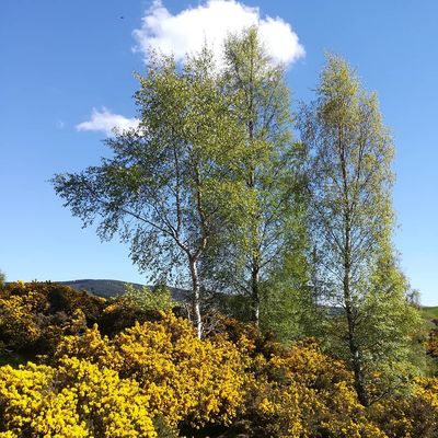 #scottishborders #spring #gorse #innerleithen