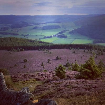 #heather in #bloom on the hills in the beatiful #scottishborders.