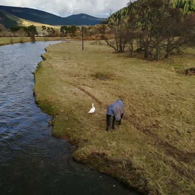 Relived the goose came through the flooding ok #innerleithen