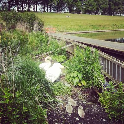 #cygnets #swans #inverleithpark