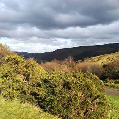 #gorse #innerleithen #spring #maybe