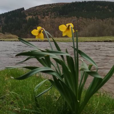 #caddonbank #innerleithen #scotland #scottishborders #maybe #spring