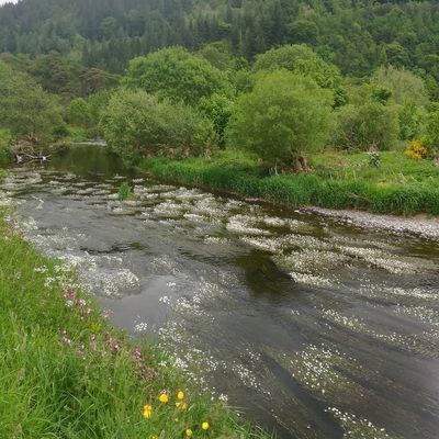 Flowers on the river #tweed #innerleithen #spring