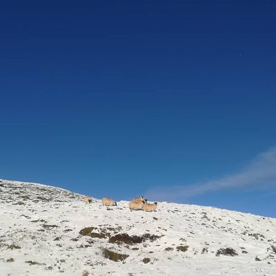 Chilly #sheep in the #snow on #leepen #scottishborders #scottishwinter #beautifulscotland