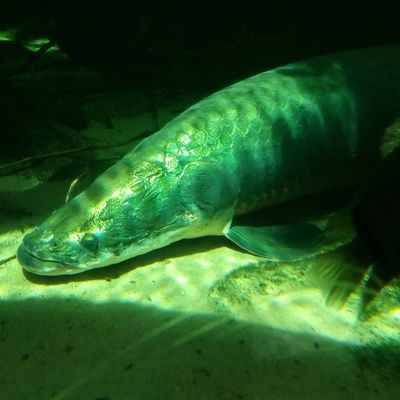 #californiaacademyofsciences #bigfish #aquarium
