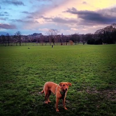 Gorgeous colours in the sky, castle in the background, (very) good dog in the foreground ❤️