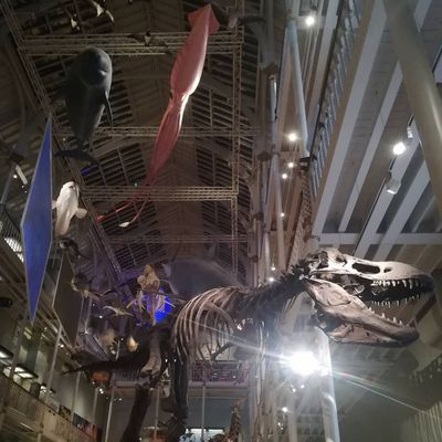 Whales, giant squid, and T. Rex at #nationalmuseumofscotland