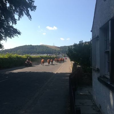 Just some cattle walking past the house #innerleithen #scottishborders #cattle